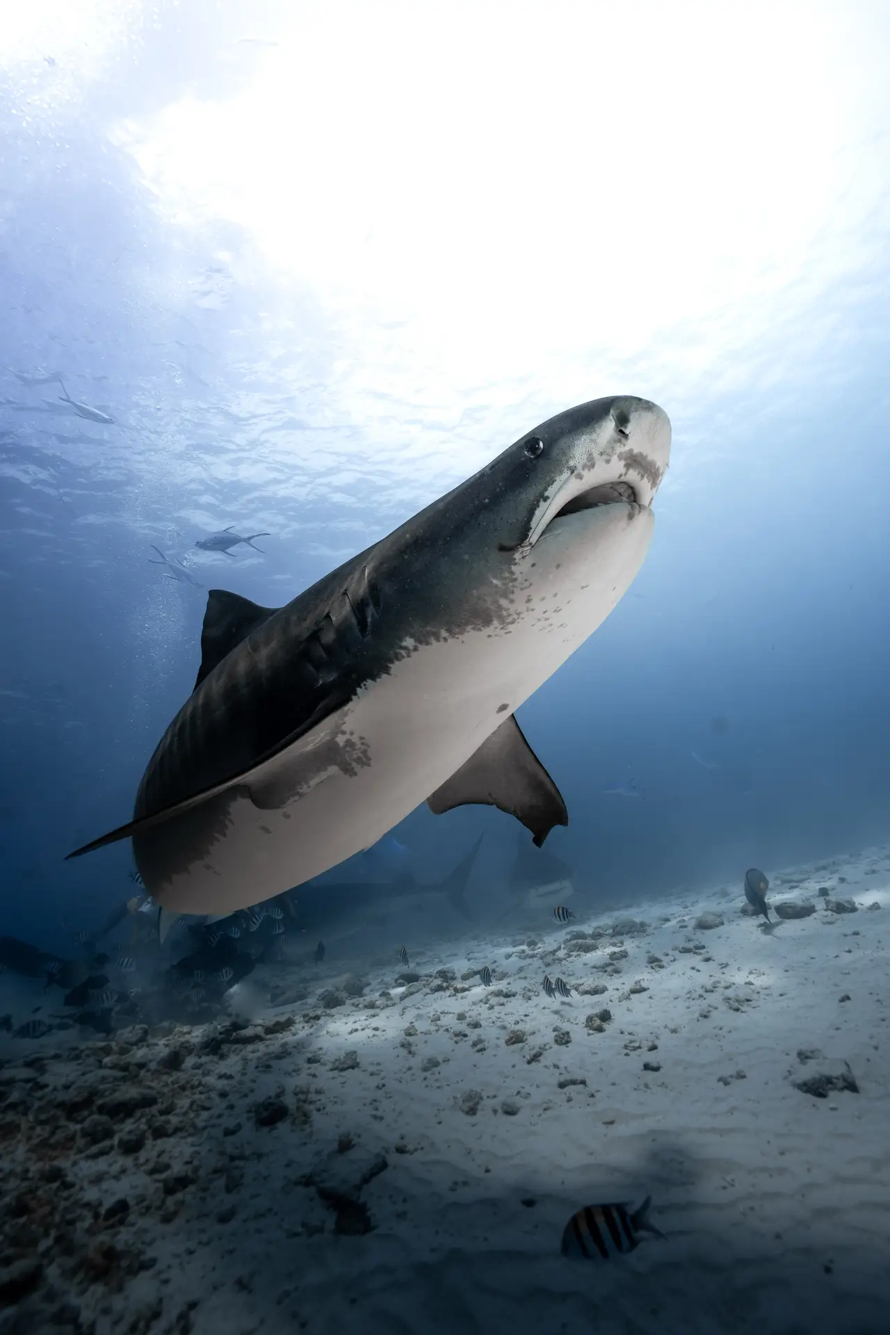 Tiburón tigre nadando hacia la luz en Fuvahmulah, Maldivas