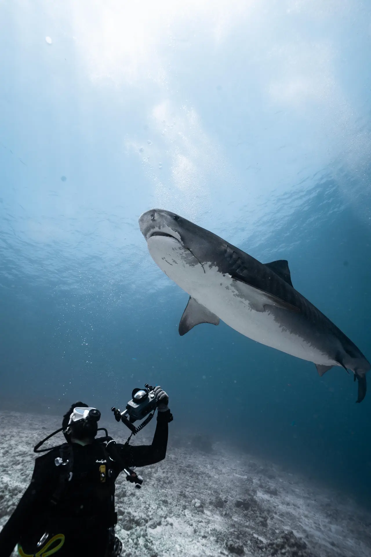 Fotógrafo submarino con un tiburón tigre cerca de la superficie en Fuvahmulah
