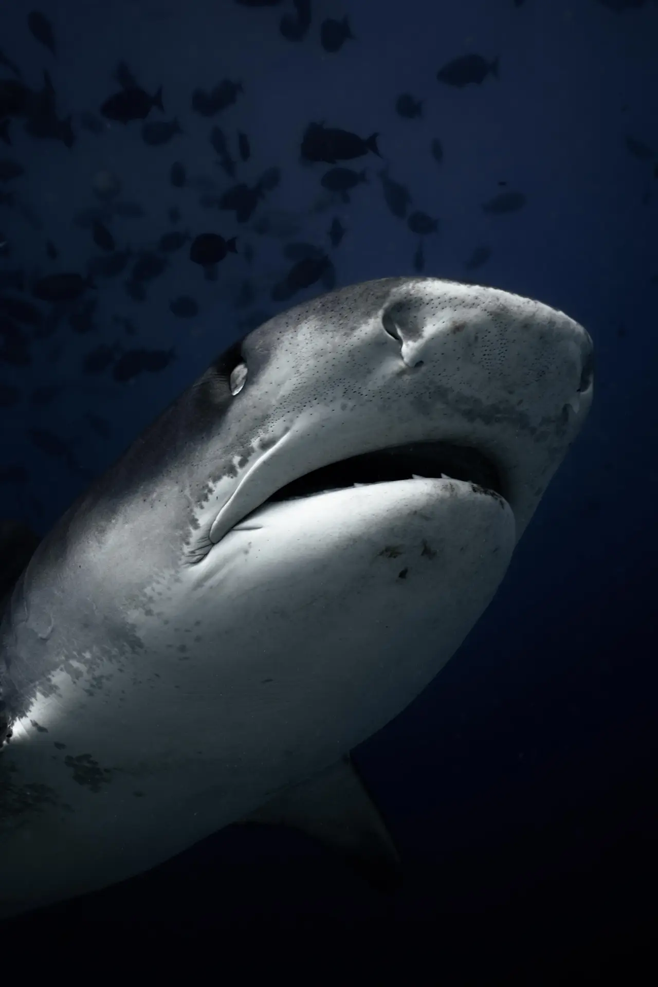 Tiger shark close-up in Fuvahmulah