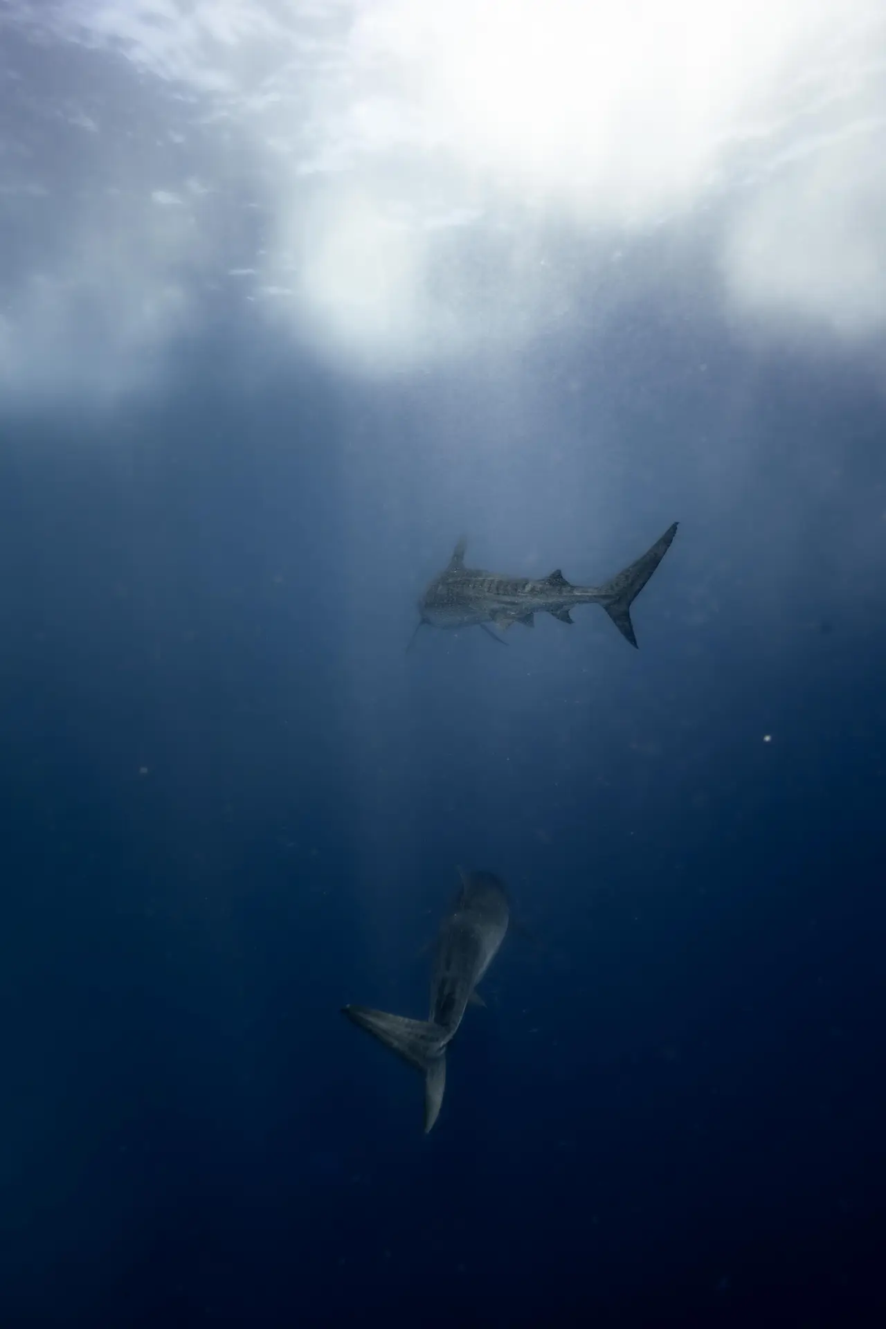Dos tiburones tigre en el agua azul de Fuvahmulah, Maldivas