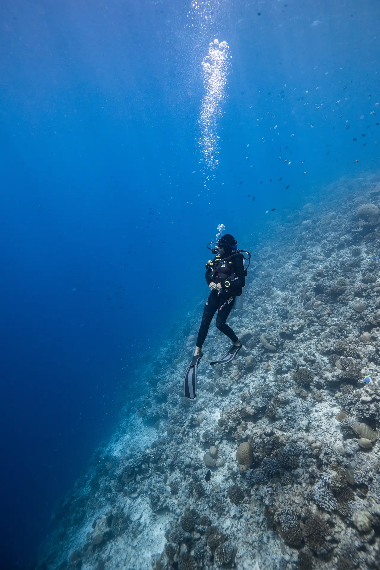 Buceador descendiendo junto a una pared de coral en Fuvahmulah, Maldivas