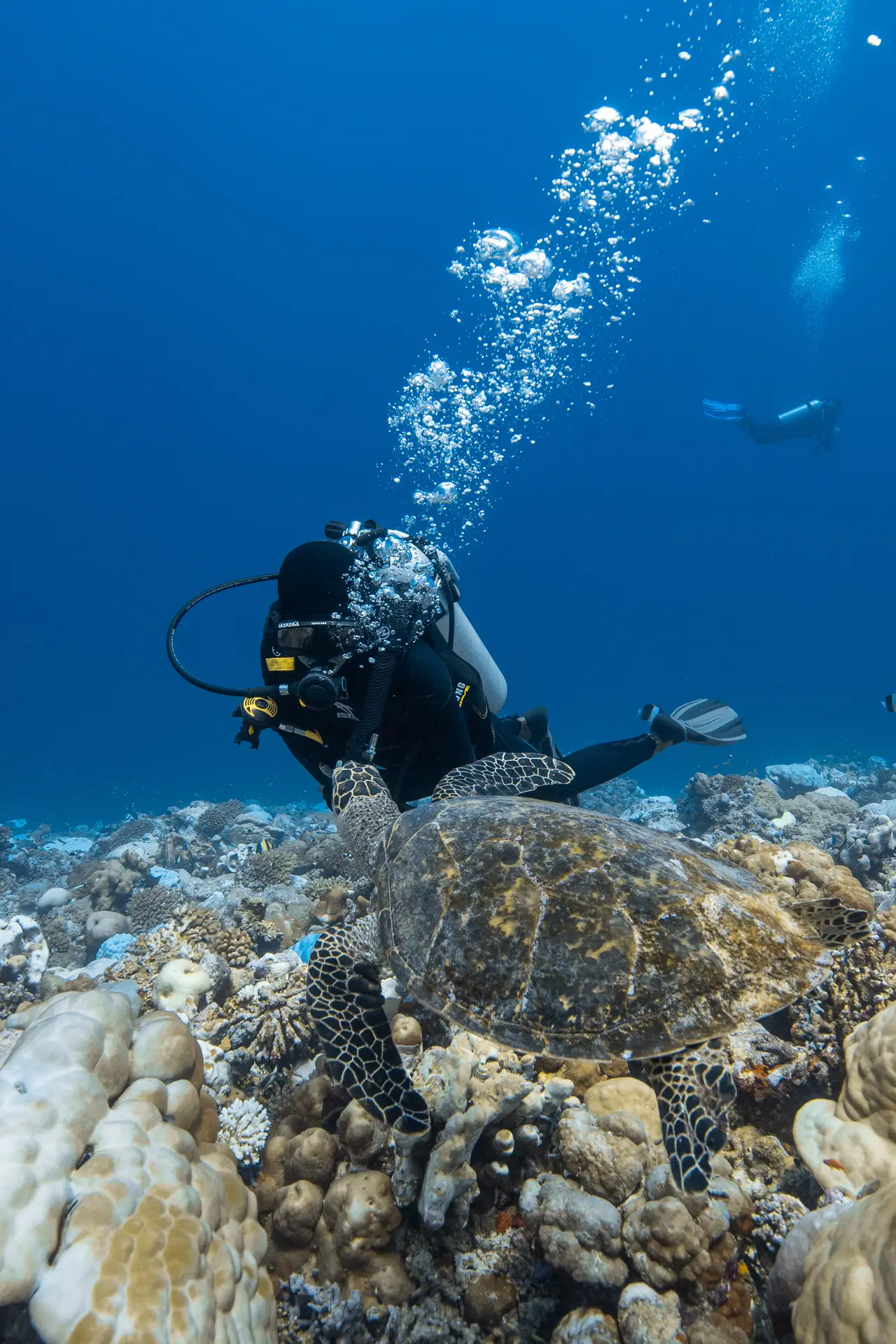 Tortuga marina en el arrecife con un buceador en Fuvahmulah, Maldivas