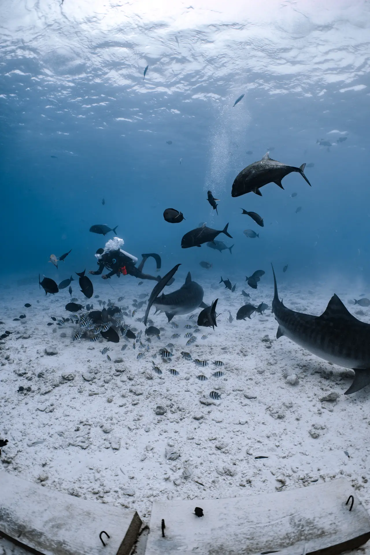 Diver with manta ray and fish